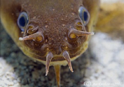 Five-bearded rockling.
Aughrusmore Pier, Connemara.
D20... by Mark Thomas 